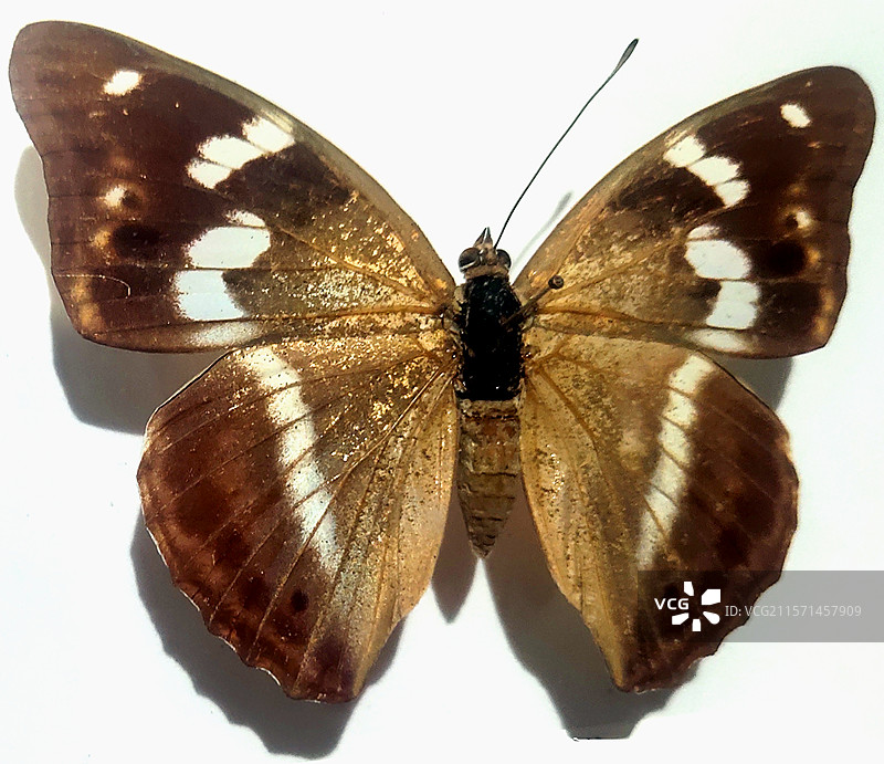 柳紫闪蛱蝶、昆虫标本、工艺品、装饰品、藏品、艺术品图片素材