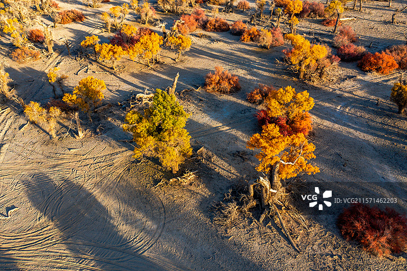 航拍新疆秋季巴音郭楞轮台塔里木胡杨林公园胡杨林图片素材