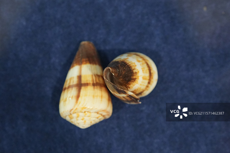 菲律宾柳丝芋螺图片素材