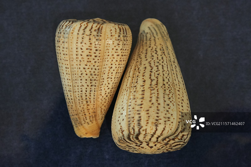 南海别致芋螺图片素材