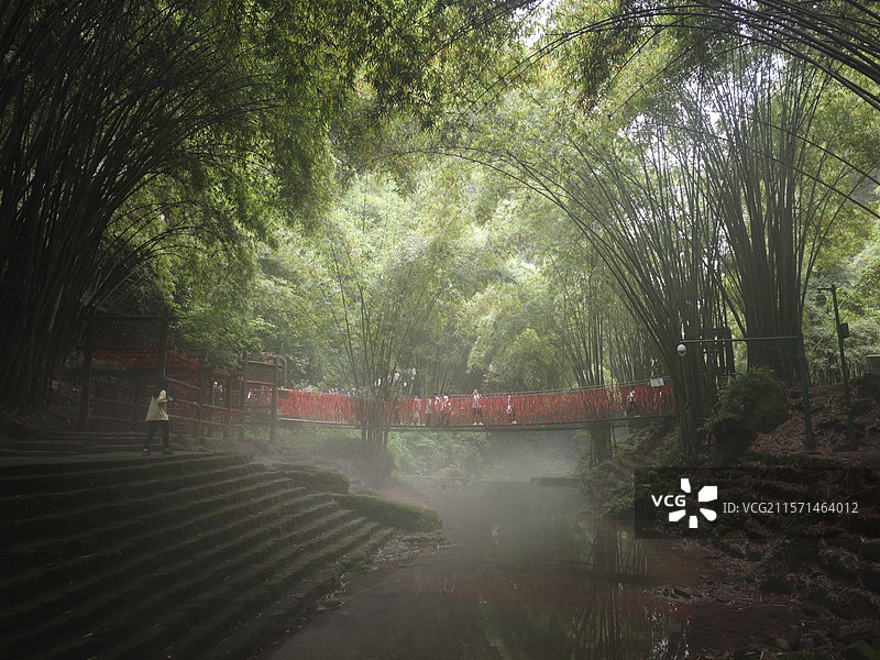 川西竹林图片素材