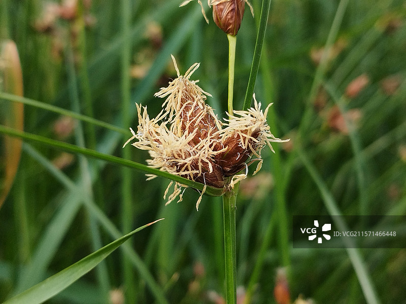 水葱花朵特写图片素材
