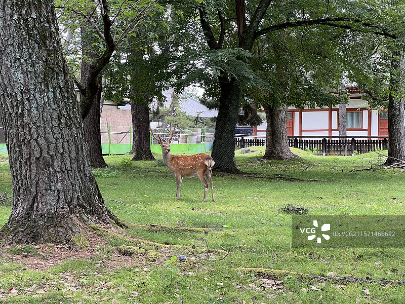 夏日公园里的梅花鹿特写（日本奈良）图片素材