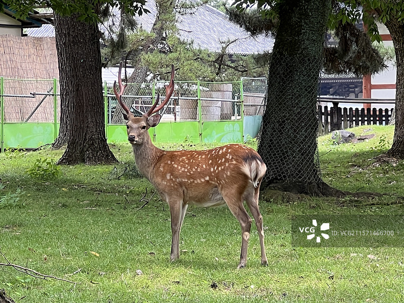夏日公园里的梅花鹿特写（日本奈良）图片素材