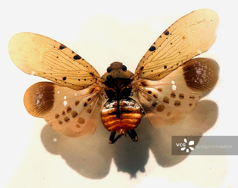Fulgoridae、蜡蝉科、昆虫标本、工艺品、装饰品、藏品、艺术品图片素材