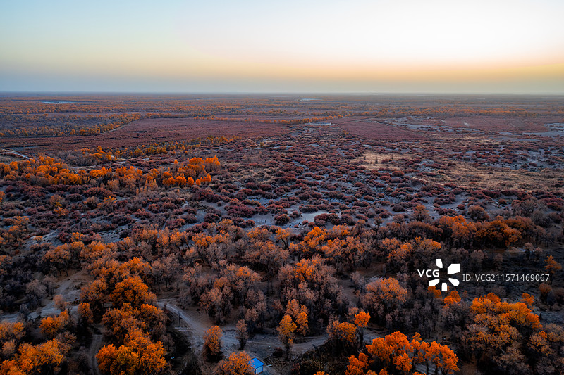 航拍新疆秋季傍晚的巴音郭楞轮台塔里木胡杨林公园万亩胡杨林图片素材