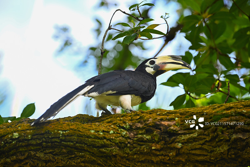 冠斑犀鸟图片素材