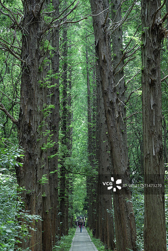 同里湿地公园的夏天图片素材
