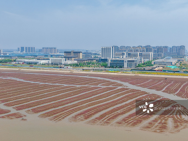 6月1日，山东青岛西海岸新区红石崖街道五河口湿地，新生的碱蓬草在蓬勃生长，映红了整个海滩构成夏日湿地图片素材