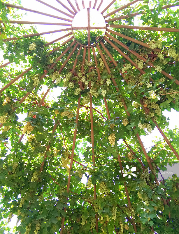 吐鲁番葡萄沟景区图片素材