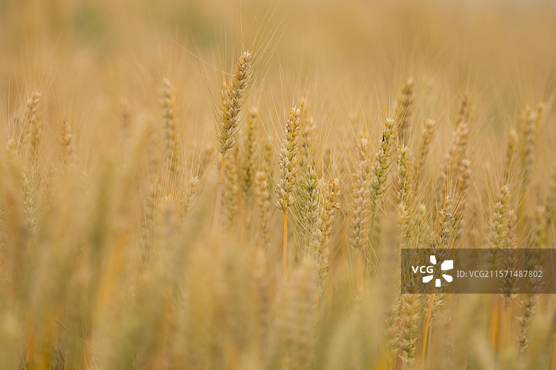 小麦图片素材