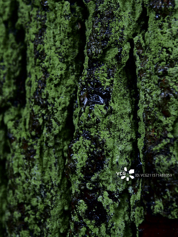 雨中的石头/树木/枝叶纹理图片素材