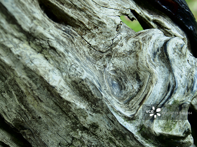 雨中的石头/树木/枝叶纹理图片素材
