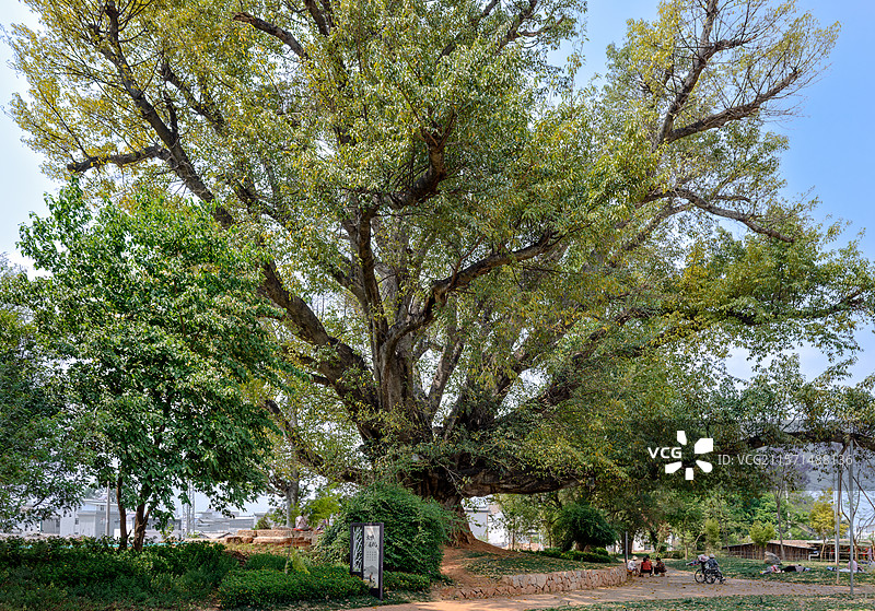 参天古树图片素材