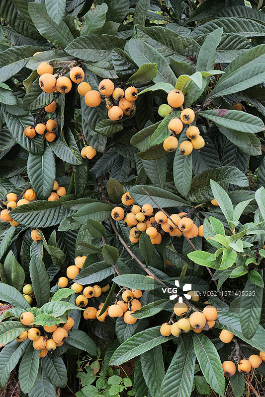 满树枇杷图片素材