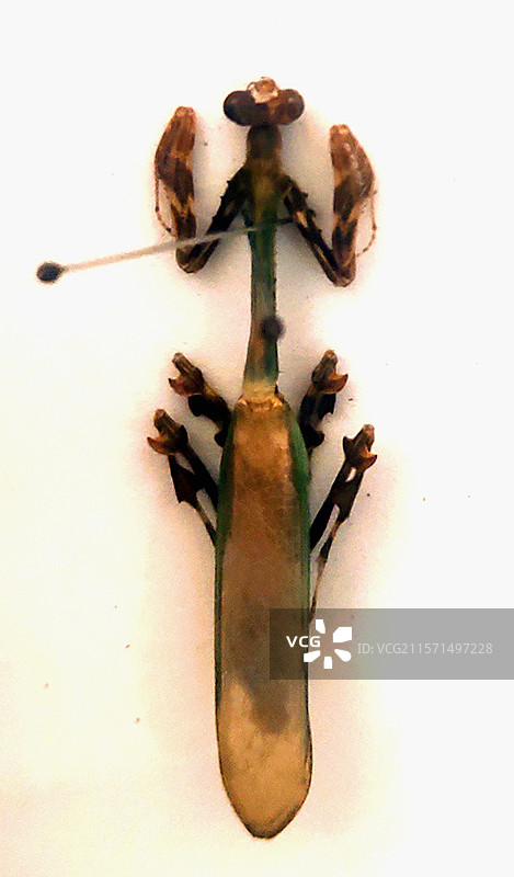 凤凰螳（雄）、昆虫标本、工艺品、装饰品、藏品、艺术品图片素材