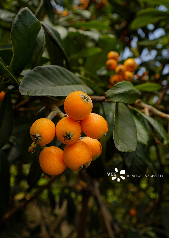 端午丰收季图片素材