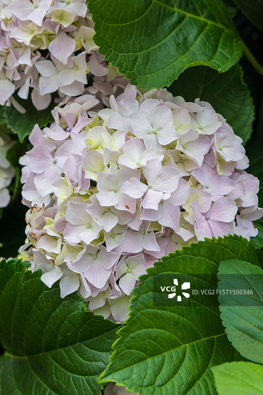 无尽夏之诗：绣球花海的蓝调梦境图片素材