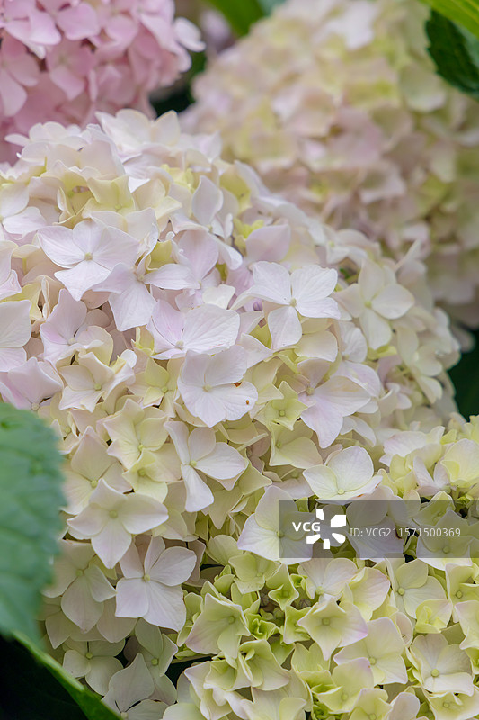 无尽夏之诗：绣球花海的蓝调梦境图片素材