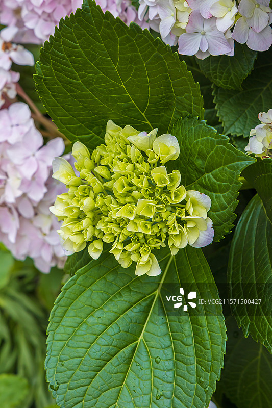 无尽夏之诗：绣球花海的蓝调梦境图片素材
