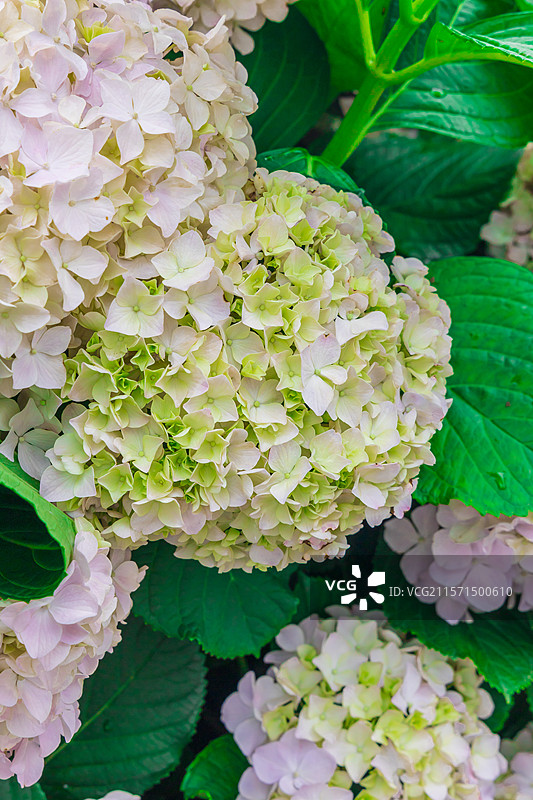 无尽夏之诗：绣球花海的蓝调梦境图片素材