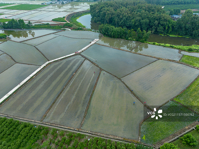 眉山青神县农业稻田农村农业领域的高角度航拍视角图片素材