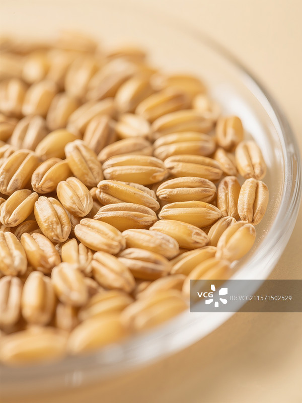 农业农作物稻谷稻田小麦麦穗节气芒种图片素材