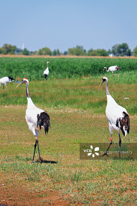 齐齐哈尔扎龙自然保护区丹顶鹤图片素材