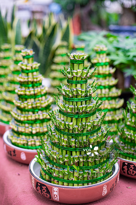 中国花卉市场野生植物野外拍摄主题，一花盆子塔状的幸运竹子富贵竹子，室内无人图像摄影图片素材