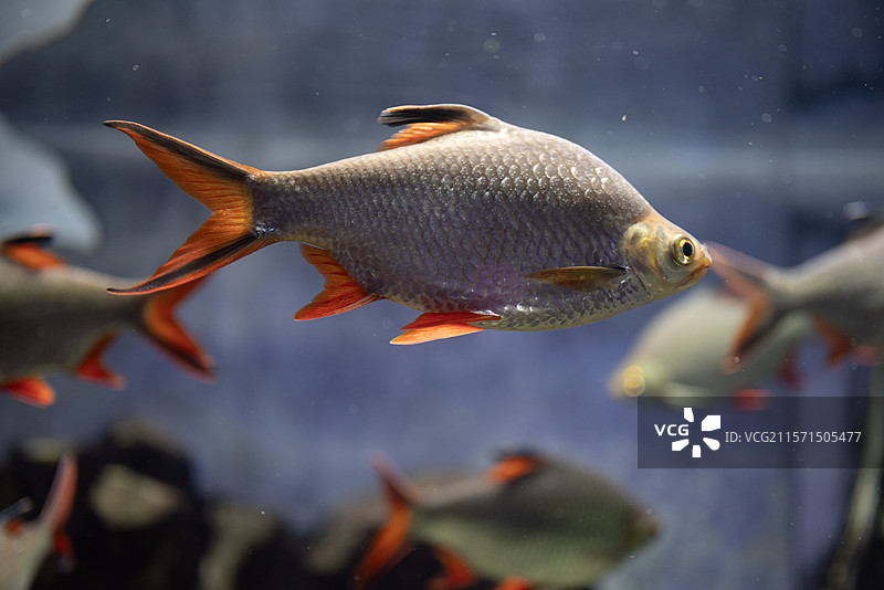 泰国鲫-金线侧鱼图片素材