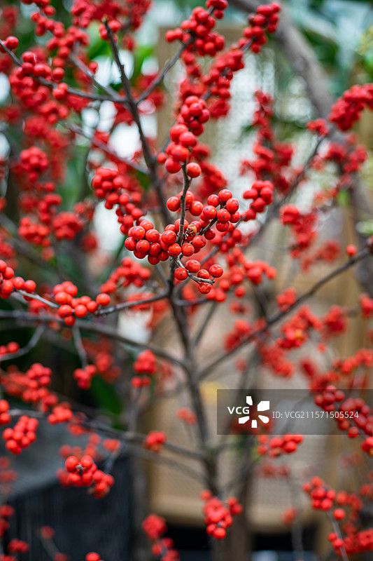 中国花卉市场野生植物盆栽植物拍摄主题，红豆树相思子大量的黄色红色果实，室内无人图像摄影图片素材