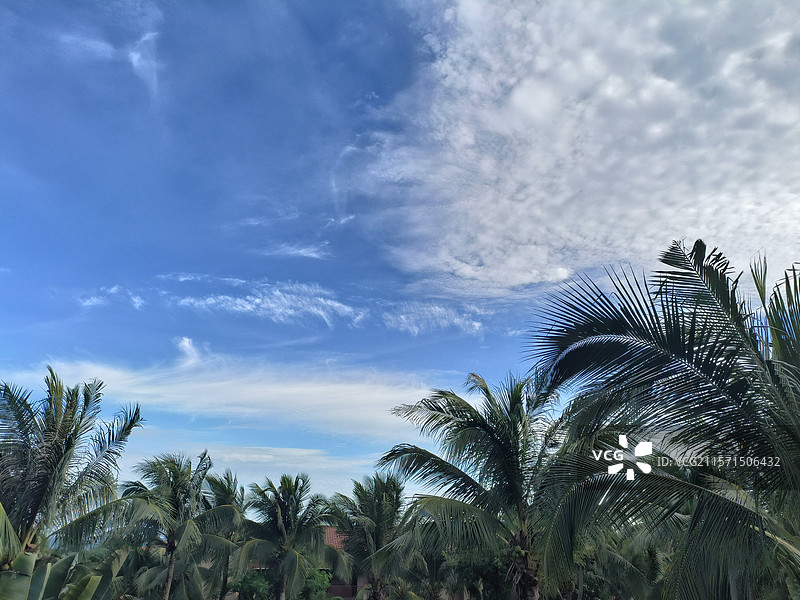 蓝天白云下一片椰子树的风光图片素材