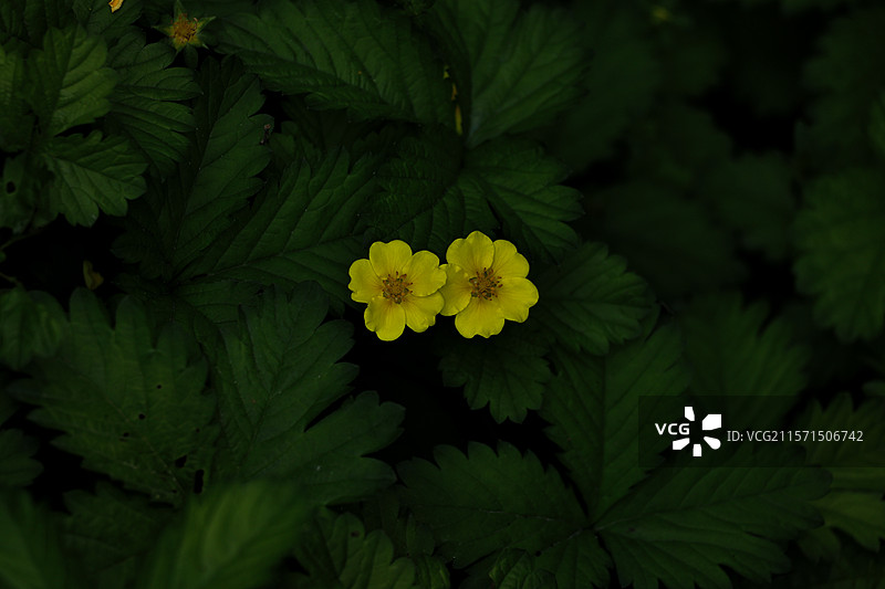 沈阳植物园一些一次性的小花图片素材