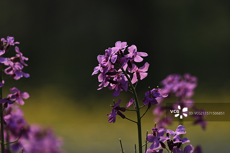 沈阳植物园一些一次性的小花图片素材