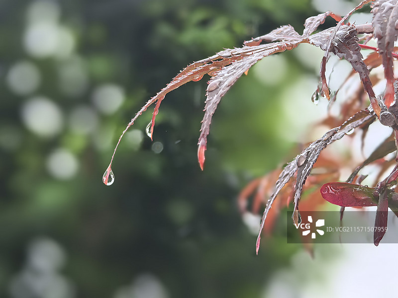 枫叶上的雨滴图片素材