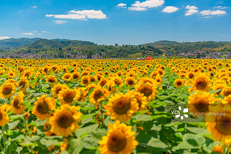 云南玉溪，华宁县田野中一片盛开的向日葵图片素材