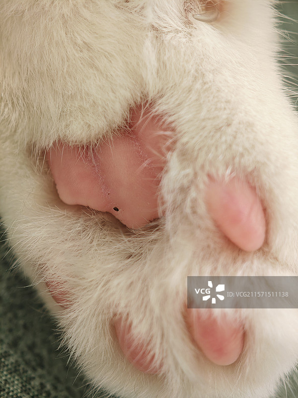 可爱猫咪粉嫩小爪子特写图片素材