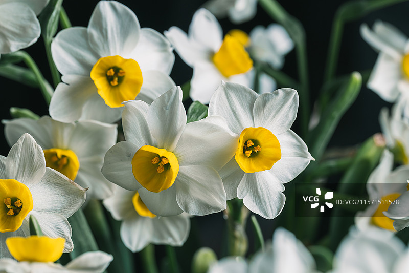 盛放的水仙花图片素材