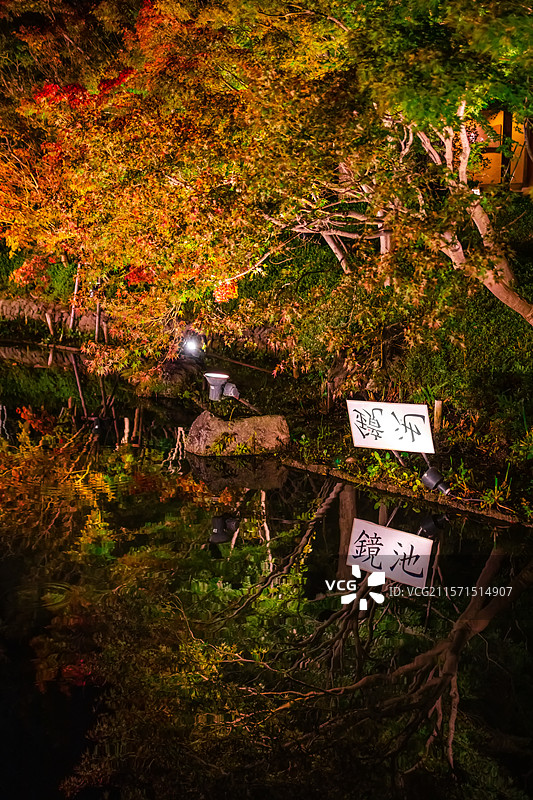 秋天红叶季 日本三重县桑名市名花之里夜景图片素材