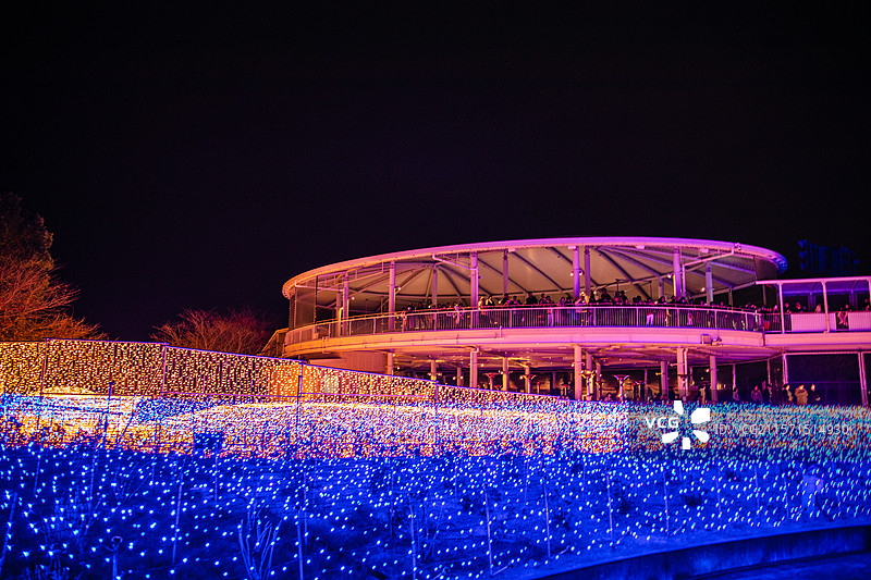 秋天红叶季 日本三重县桑名市名花之里夜景图片素材