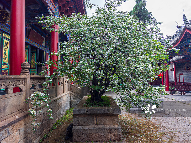 云南省曲靖市会泽县江西会馆盛开的蝴蝶荚蒾图片素材