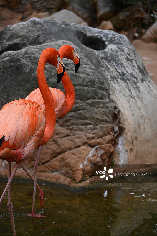 昆明动物园火烈鸟图片素材