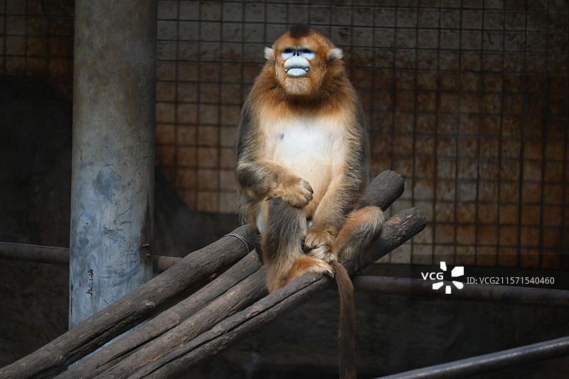 金丝猴-昆明动物园图片素材