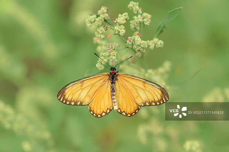 花丛中一只展翅的黄色苎麻珍蝶图片素材