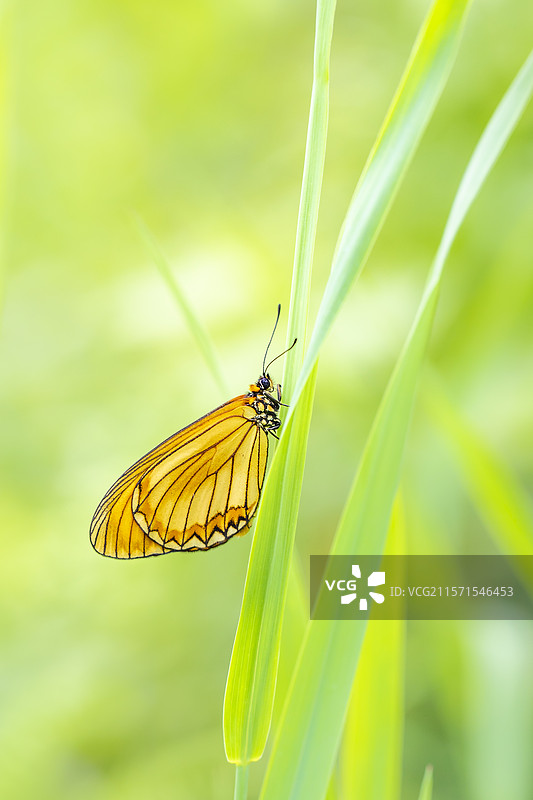 夏季绿草间明亮的黄色蝴蝶图片素材