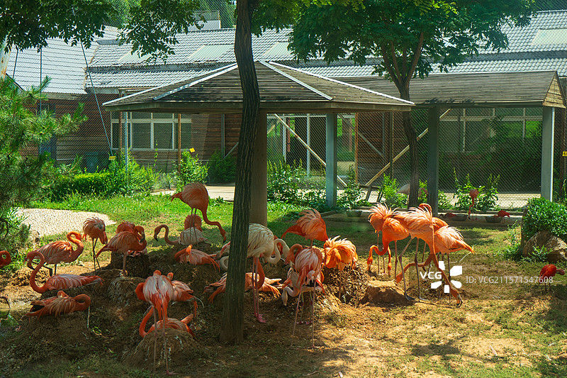 太原动物园火烈鸟图片素材