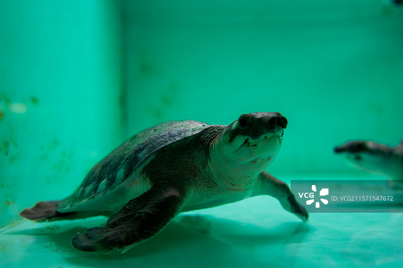 太原动物园两栖爬行馆猪鼻龟图片素材