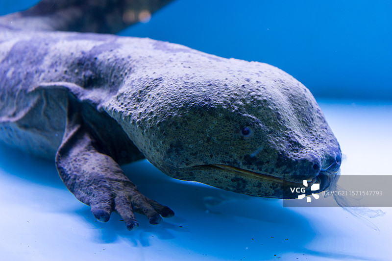 太原动物园两栖爬行馆大鲵图片素材