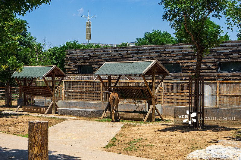 太原动物园食草动物区图片素材