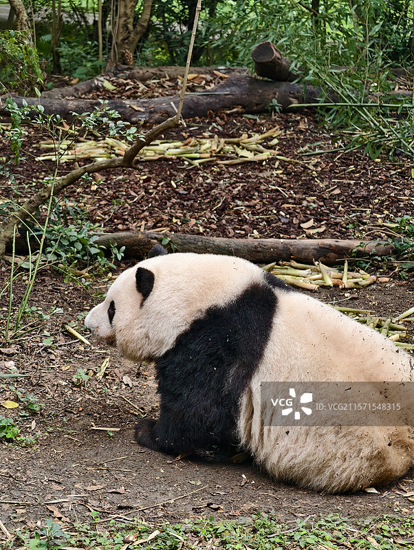 睡觉中的“顶流女明星”大熊猫花花图片素材